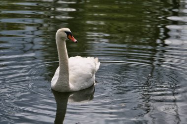 Saksonya-Anhalt 'da Allstedt yakınlarındaki bir gölde kuğu manzarası