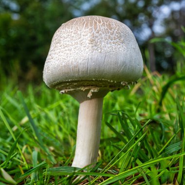 Yeşil bir çayırda güzel bir mantar manzarası