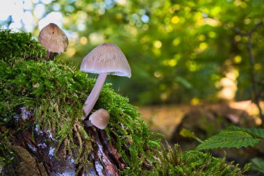 Ormandaki oyuk bir ağaçta mantar manzarası