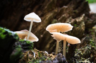 Ormandaki oyuk bir ağaçta mantar manzarası