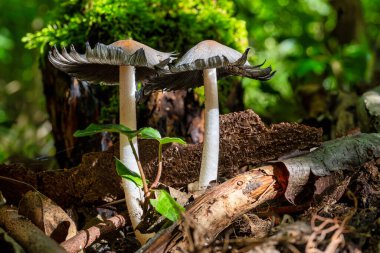 A view of mushrooms in a hollow tree in the forest clipart