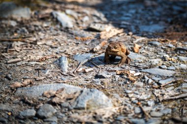 İlkbaharda ormanda bir kurbağa manzarası.