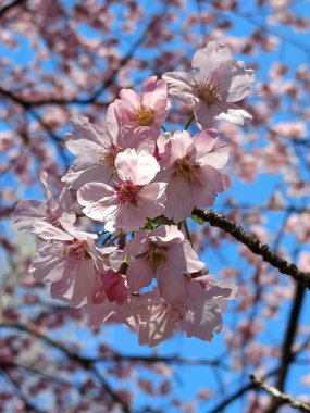 Kapalı kiraz çiçekleri ilkbaharda Japonya 'da tomurcuklanmaya başlar.