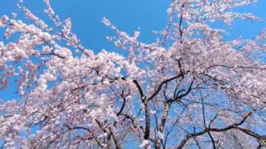 Kiraz çiçekleri - Pembe sakura çiçekleri ve rüzgarlı bir günde sallanan branşlar