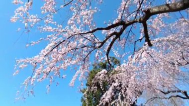 Kiraz çiçekleri - açık pembe sakura dalları rüzgar boyunca hareket ediyor