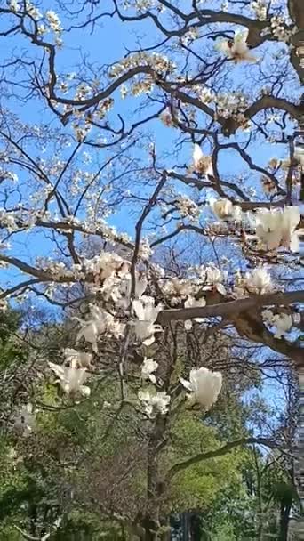 Beyaz Manolya Çiçekleniyor Rüzgarla Hareket Ediyor — Stok video