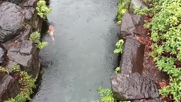 在一个下雨天 一条白色和橙色的科伊鱼在池塘里平静地游泳 — 图库视频影像
