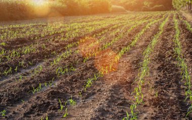 Yazın mısır tarlası.