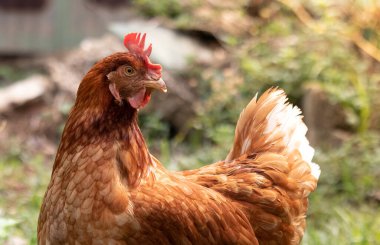 Doğal yollardan beslenmelerine izin vererek yumurtlayan tavuğu büyütmek. Çiftlik hayvanları kavramının maliyeti.