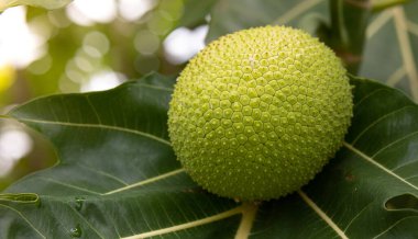 Breadfruit on tree. Healthy fruit and Economic crops concept. clipart