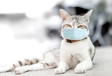 Tıbbi maskeli kedi. Kedilerin yüzündeki koruyucu antiviral maske hayvanlar için koruyucu yüz maskesi. COVID-19, Coronovirus, COVID-19 'a karşı kampanya