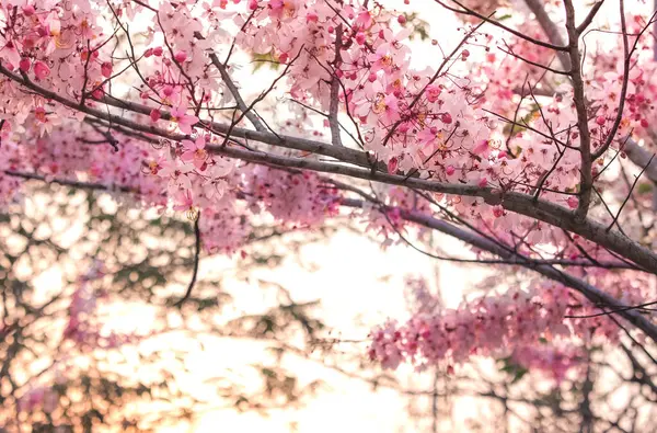 Yakın manzaralı pembe Cassia Grandis Çiçekleri ağaçlarda beyaz ve pembe çiçekler açıyor. : Tayland