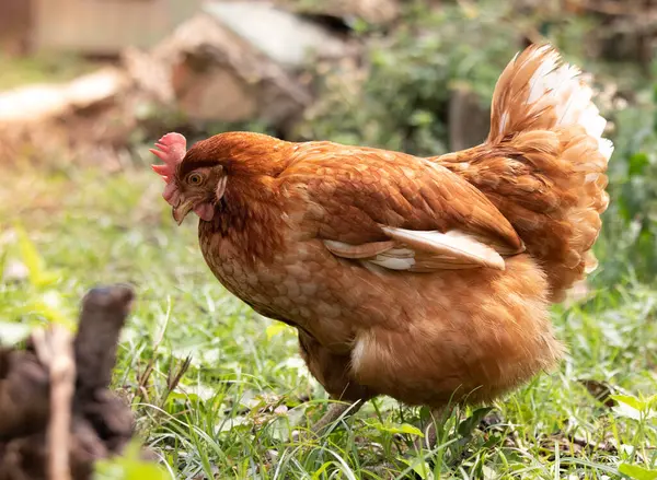 通过允许它们自然觅食来饲养产卵的鸡蛋 禽畜成本节省概念 — 图库照片