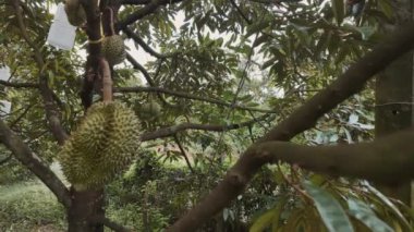 Durian Meyvesi 'ndeki ağaçlarda hasat edilmeyi bekleyen Durianlar. Tayland 'ın popüler meyveleri