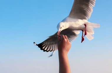 Turistlerin bir kış akşamı Bangpu Dinlenme Merkezi 'nde martıları beslediği yakın plan görüntüsü Tayland' ın en iyi kıyı turistik merkezi ve dönüm noktası..