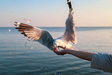 Turistlerin bir kış akşamı Bangpu Dinlenme Merkezi 'nde martıları beslediği yakın plan görüntüsü Tayland' ın en iyi kıyı turistik merkezi ve dönüm noktası..