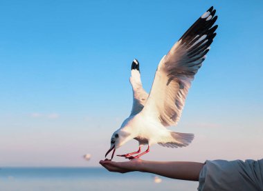 Turistlerin bir kış akşamı Bangpu Dinlenme Merkezi 'nde martıları beslediği yakın plan görüntüsü Tayland' ın en iyi kıyı turistik merkezi ve dönüm noktası..