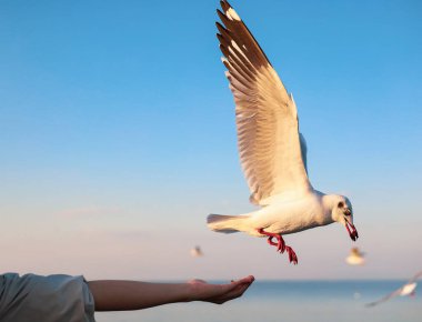 Close-up view of tourists feeding seagulls on a winter evening at Bangpu Recreation Center a top coastal tourist attraction and landmark in Thailand. clipart