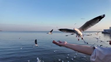 Yavaş çekim 4K 'nin yakın görüntüsü. Turistler kış akşamı Bang Pu Dinlenme Merkezi, Tayland 'da martıları besliyor. En popüler doğal kıyı cazibesi.