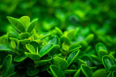 Yaz boyunca bahçede yeşil doğa geçmişi. Yaprakların doğası, çevre ekolojisindeki yeşil bitkiler, duvar kağıdı kopyalama alanı ve tasarım alanı.