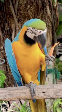 Ağaç yiyen renkli papağan, renkli bir papağan, evcil bir papağan, evcil ve insan konuşmasını taklit edebilen. Dikey görüntüler