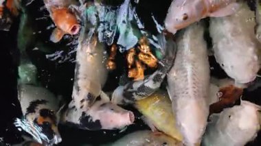 Açık denizde yüzen renkli koi balıklarının yavaş çekim görüntüleri. Kohaku ya da Japon Koi Kohaku Balığı, güzellik yetiştirmek için suda yaşayan hayvanlar.