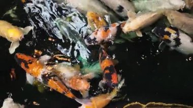 Açık denizde yüzen renkli koi balıklarının yavaş çekim görüntüleri. Kohaku ya da Japon Koi Kohaku Balığı, güzellik yetiştirmek için suda yaşayan hayvanlar.