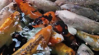 Açık denizde yüzen renkli koi balıklarının yavaş çekim görüntüleri. Kohaku ya da Japon Koi Kohaku Balığı, güzellik yetiştirmek için suda yaşayan hayvanlar.