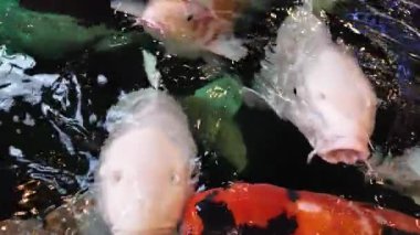 Açık denizde yüzen renkli koi balıklarının yavaş çekim görüntüleri. Kohaku ya da Japon Koi Kohaku Balığı, güzellik yetiştirmek için suda yaşayan hayvanlar.