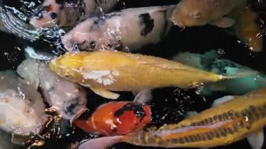 Açık denizde yüzen renkli koi balıklarının yavaş çekim görüntüleri. Kohaku ya da Japon Koi Kohaku Balığı, güzellik yetiştirmek için suda yaşayan hayvanlar.