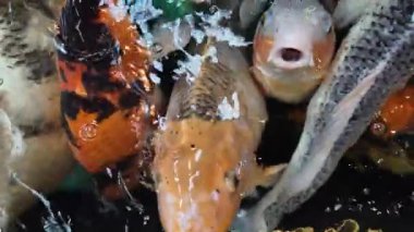 Açık denizde yüzen renkli koi balıklarının yavaş çekim görüntüleri. Kohaku ya da Japon Koi Kohaku Balığı, güzellik yetiştirmek için suda yaşayan hayvanlar.