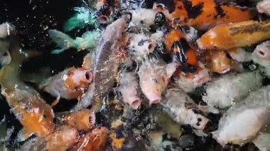 Açık denizde yüzen renkli koi balıklarının yavaş çekim görüntüleri. Kohaku ya da Japon Koi Kohaku Balığı, güzellik yetiştirmek için suda yaşayan hayvanlar.