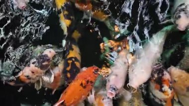 Açık denizde yüzen renkli koi balıklarının yavaş çekim görüntüleri. Kohaku ya da Japon Koi Kohaku Balığı, güzellik yetiştirmek için suda yaşayan hayvanlar.