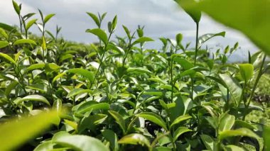 Tayland 'da taze bir sabah, doğa çiftliğindeki organik çay tarlasından yeşil çay yapraklarının yavaş çekim görüntüleri. Yatay