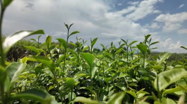 Tayland 'da taze bir sabah, doğa çiftliğindeki organik çay tarlasından yeşil çay yapraklarının yavaş çekim görüntüleri. Yatay