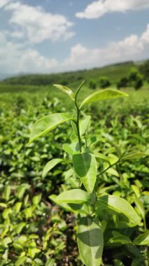 Tayland 'da taze bir sabah, doğa çiftliğindeki organik çay tarlasından yeşil çay yapraklarının yavaş çekim görüntüleri. Dikey