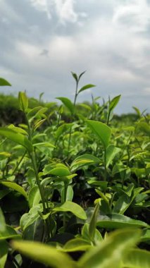 Tayland 'da taze bir sabah, doğa çiftliğindeki organik çay tarlasından yeşil çay yapraklarının yavaş çekim görüntüleri. Dikey