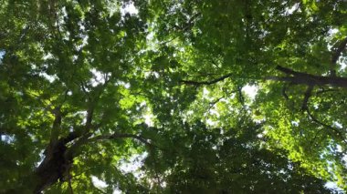 Slow motion top down view with green tree leaves and bright blue sky, sunlight through branches of large trees in summer forest.
