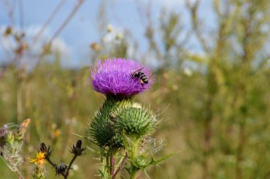 Bir arı çiçekten nektar toplar.