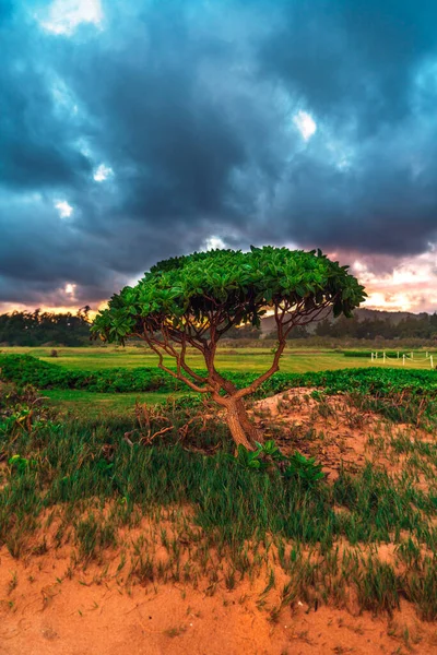 Kauai, Hawaii, ABD 'de karanlık fırtınalı gökyüzü olan bir tarlada yalnız bir ağaç.