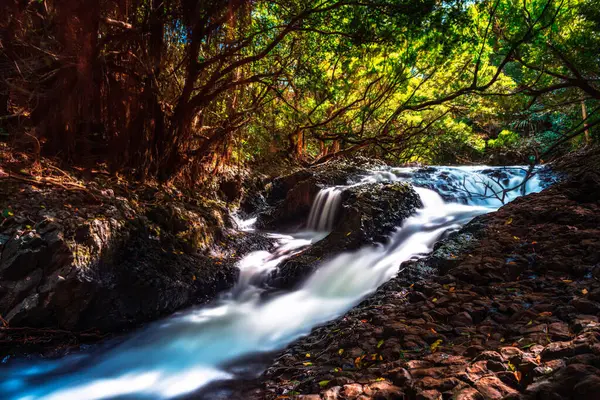 Hana, Maui, Hawaii, ABD yolundaki ormanda şelale..