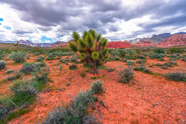 Nevada, ABD 'deki Kızıl Kaya Kanyonu Ulusal Koruma Alanı' nın güzel manzarası.