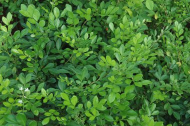 Doğada yemyeşil yapraklar ve çiçek açan çiçekler.