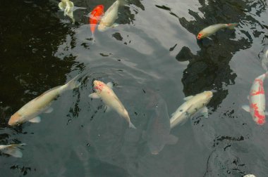 Canlı koi balıkları suda yüzer, su hayvanlarını gözler önüne serer.