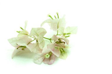 Beyaz arka planda izole edilmiş küçük bir Beyaz Bougainvillea çiçeğinin kırsal ve minimalist görüntüsü. Bu varlık doğa temalı tasarımlar yaratmak ya da projelerinize biraz zarafet katmak için mükemmeldir..