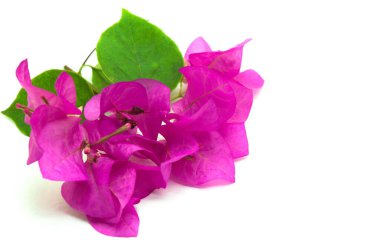 Beyaz arka planda izole edilmiş küçük bir Pembe Bougainvillea çiçeğinin kırsal ve minimalist görüntüsü. Bu varlık doğa temalı tasarımlar yaratmak ya da projelerinize biraz zarafet katmak için mükemmeldir..