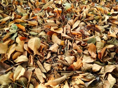 Kuru yapraklar sonbahar ve kurak mevsimlerde yere saçılmıştır..