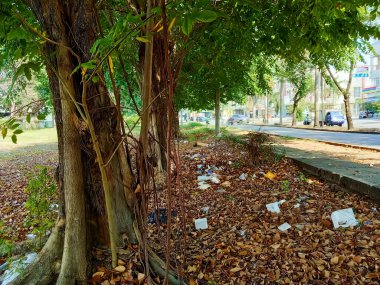 Büyük ağaçların altındaki kuru yapraklar, sonbahar ve kurak mevsimler boyunca yere saçılmıştır. Peyzaj görünümü