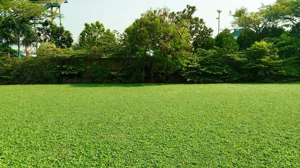 Atık su arıtımında kullanılan su deposundaki marul. Genellikle kiambang, kapu kapu apu, apu apu, pistia stratiotes denir. Batı Jakarta, Endonezya 'daki rezervuar alanının manzara fotoğrafı.