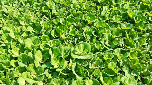 Su Marulları atık su tedavisinde kullanılır. Genellikle kiambang, kapu kapu apu, apu apu, pistia stratiotes denir. Üst Görünüm